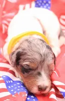Yellow, a female Miniature Bernedoodle for sale in Lexington Park, MD – 3 of 5