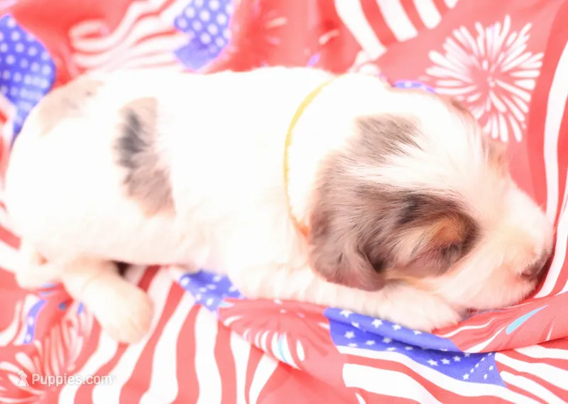 Orange – Miniature Bernedoodle puppy for sale in Lexington Park, MD