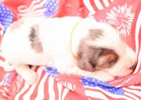 Orange, a male Miniature Bernedoodle for sale in Lexington Park, MD – 1 of 6