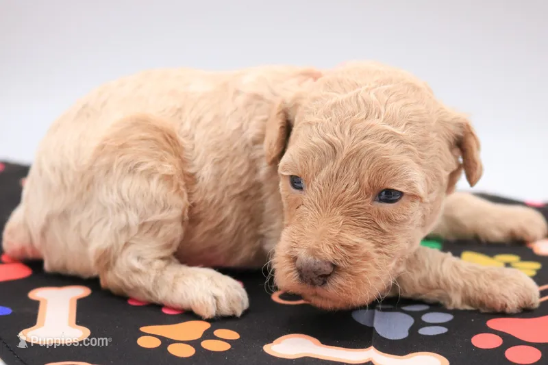 Red – Miniature Labradoodle puppy for sale in Lexington Park, MD