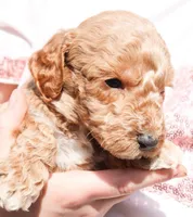 Andy, a male Miniature Labradoodle for sale in Lexington Park, MD – Photo 2 of 6