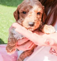 Andy, a male Miniature Labradoodle for sale in Lexington Park, MD – Photo 6 of 6