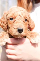 Andy, a male Miniature Labradoodle for sale in Lexington Park, MD – Photo 4 of 6