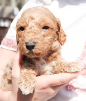 Andy, a male Miniature Labradoodle for sale in Lexington Park, MD – Photo 3 of 6