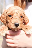 Andy, a male Miniature Labradoodle for sale in Lexington Park, MD – Photo 5 of 6