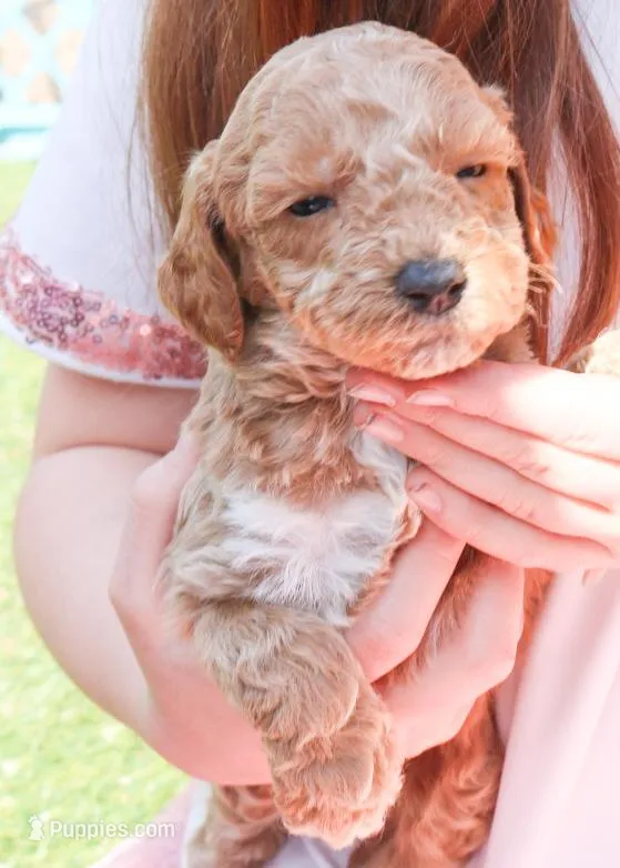 Andy – Miniature Labradoodle puppy for sale in Lexington Park, MD
