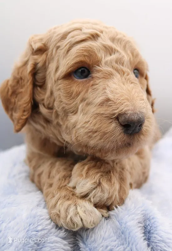 White – Labradoodle puppy for sale in Lexington Park, MD