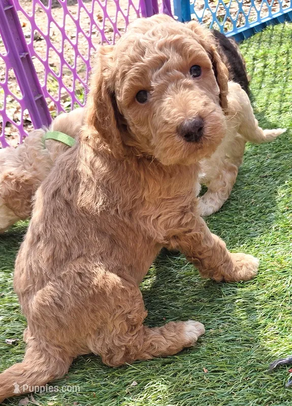 White – Labradoodle puppy for sale in Lexington Park, MD