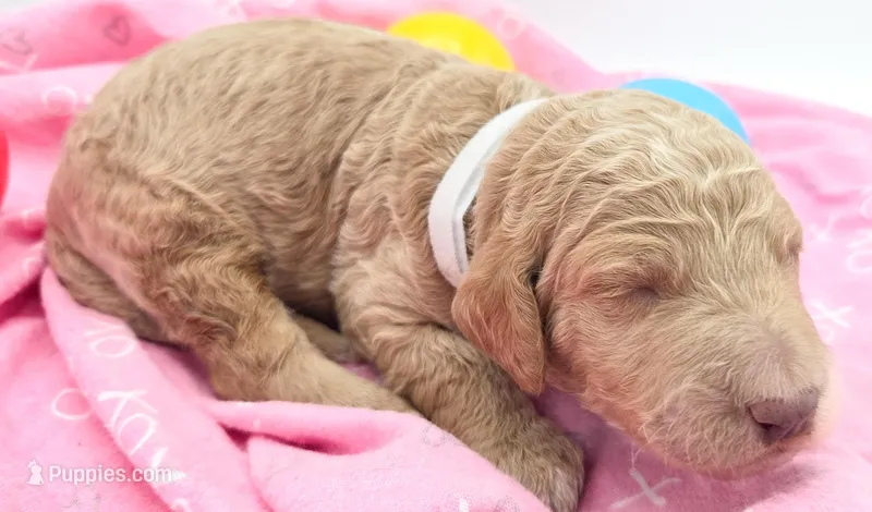 White – Labradoodle puppy for sale in Lexington Park, MD