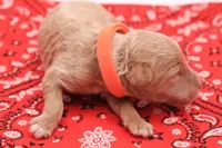 Orange, a male Miniature Labradoodle for sale in Lexington Park, MD – 4 of 4