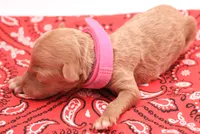 Pink, a female Miniature Labradoodle for sale in Lexington Park, MD – 3 of 3