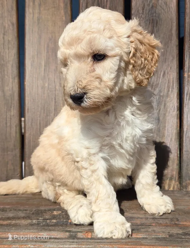 Green – Labradoodle puppy for sale in Lexington Park, MD