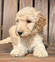 Green, a male Labradoodle for sale in Lexington Park, MD – Photo 6 of 8