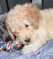 Green, a male Labradoodle for sale in Lexington Park, MD – Photo 3 of 8