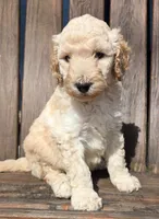 Green, a male Labradoodle for sale in Lexington Park, MD – Photo 8 of 8