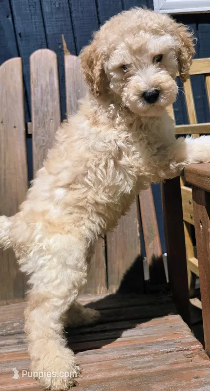Green – Labradoodle puppy for sale in Lexington Park, MD