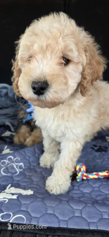 Green – Labradoodle puppy for sale in Lexington Park, MD