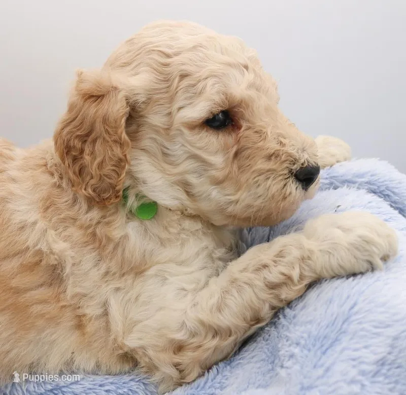 Green – Labradoodle puppy for sale in Lexington Park, MD