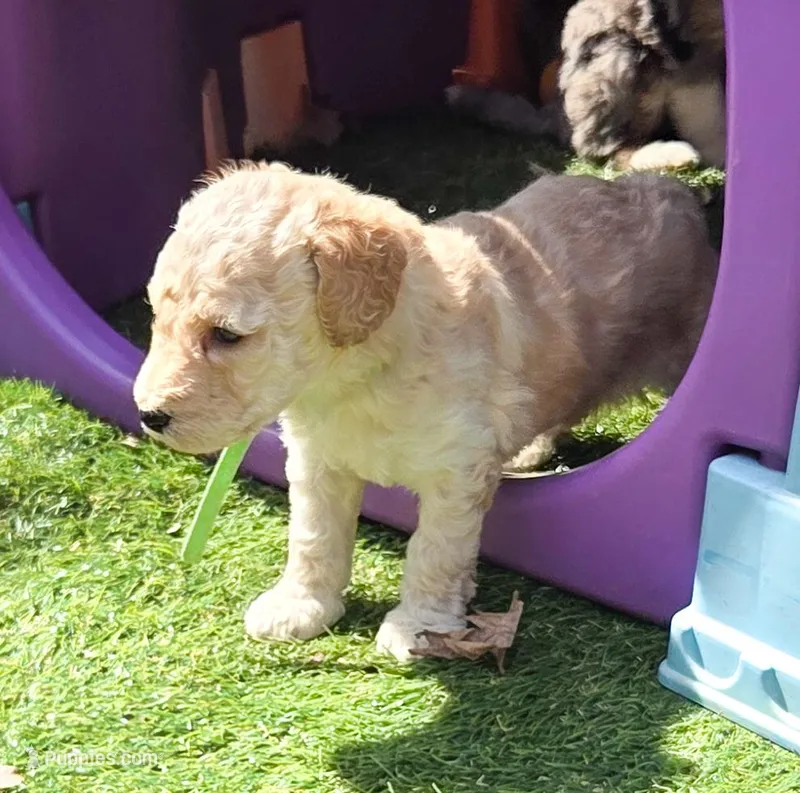 Green – Labradoodle puppy for sale in Lexington Park, MD