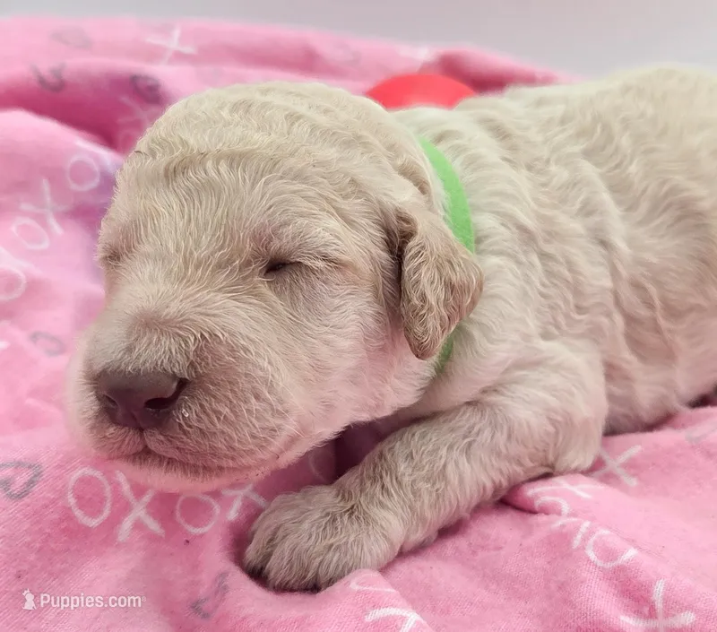 Green – Labradoodle puppy for sale in Lexington Park, MD
