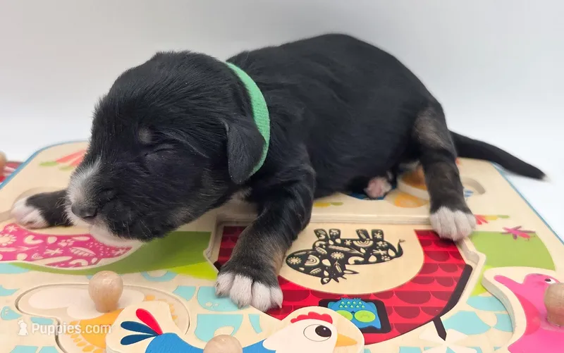 Green , a male Bernedoodle for sale in Lexington Park, MD – Photo 1 of 3