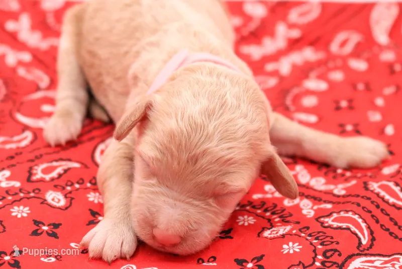 Light pink – Miniature Labradoodle puppy for sale in Lexington Park, MD