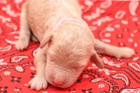 Light pink, a female Miniature Labradoodle for sale in Lexington Park, MD – 1 of 4