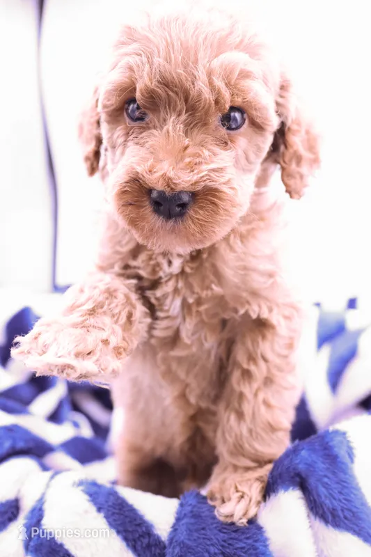 Orange – Miniature Labradoodle puppy for sale in Lexington Park, MD