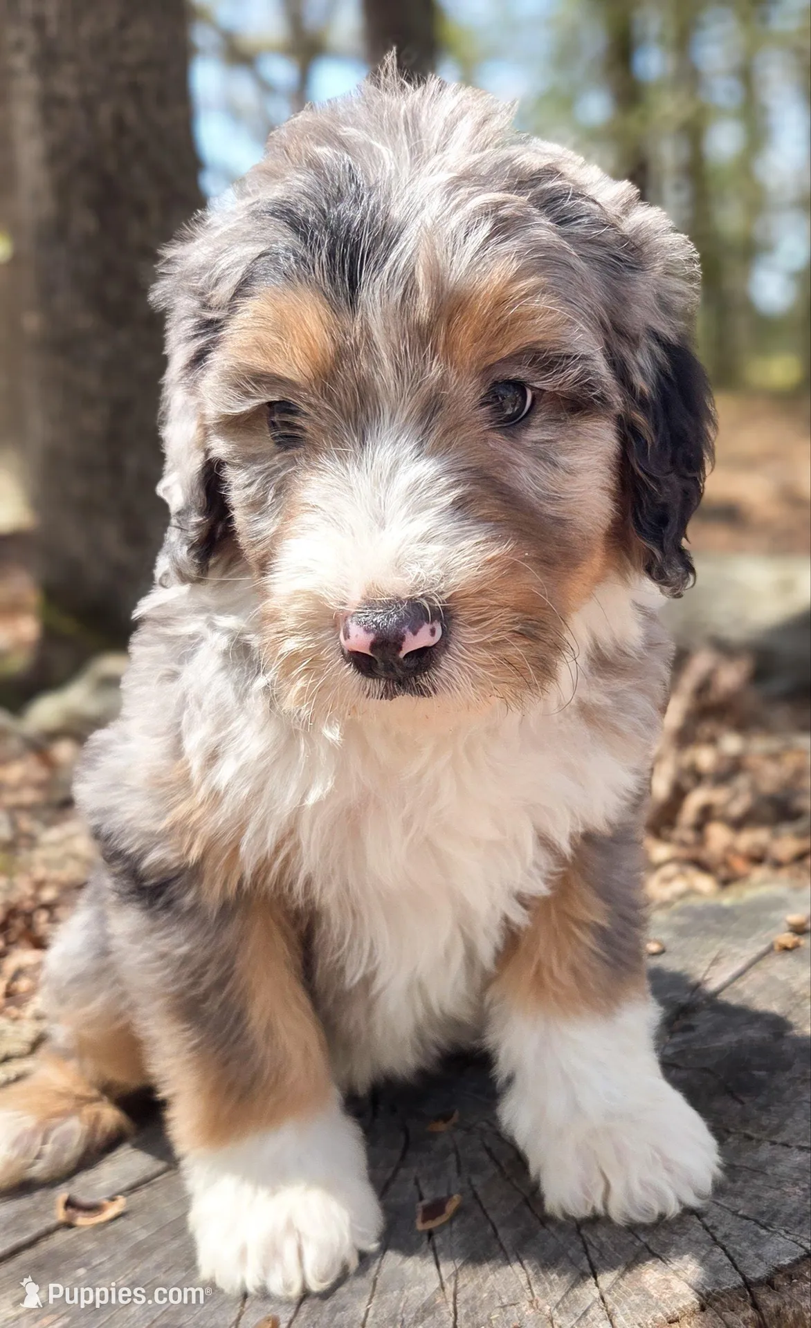 Pink, a female Bernedoodle for sale in Lexington Park, MD – Photo 4 of 10