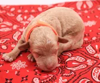 Orange, a male Miniature Labradoodle for sale in Lexington Park, MD – 2 of 4
