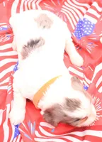 Orange, a male Miniature Bernedoodle for sale in Lexington Park, MD – 4 of 6