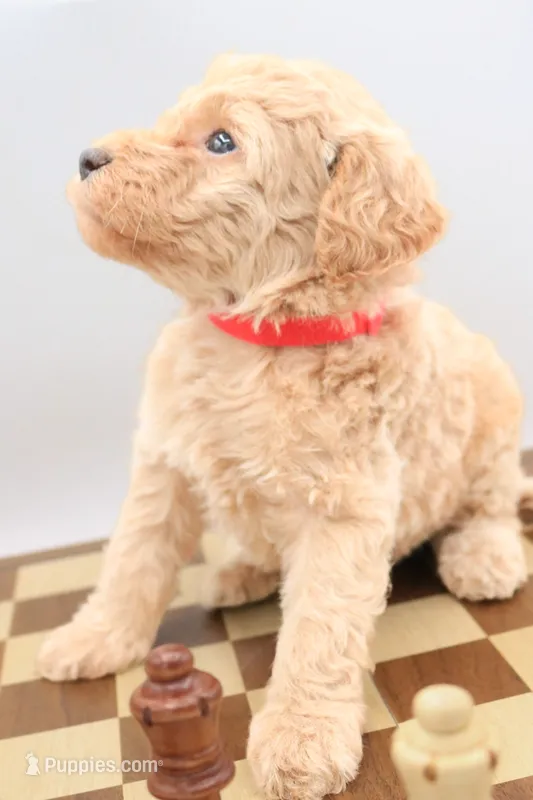 Red – Miniature Labradoodle puppy for sale in Lexington Park, MD