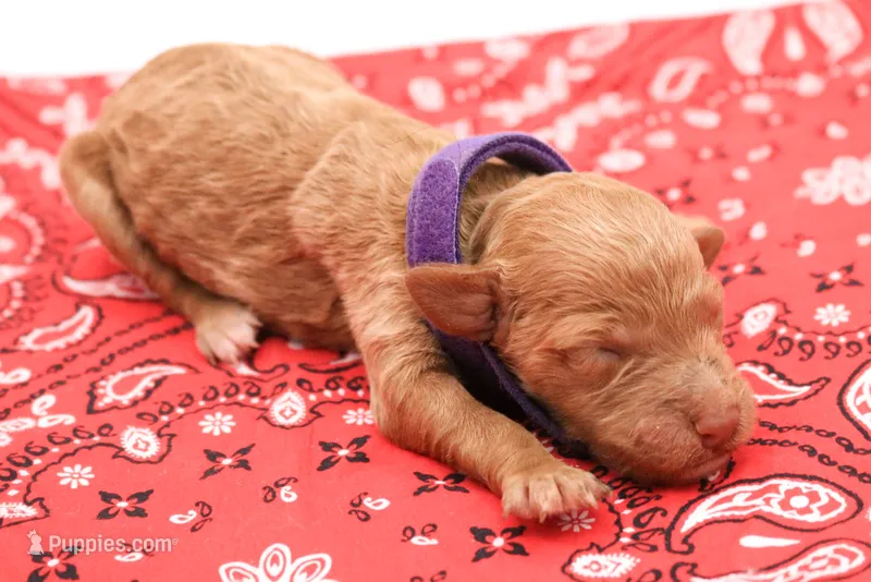 Purple  – Miniature Labradoodle puppy for sale in Lexington Park, MD