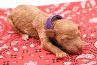 Purple , a female Miniature Labradoodle for sale in Lexington Park, MD – 1 of 3