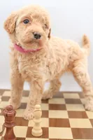 pink, a female Miniature Labradoodle for sale in Lexington Park, MD – 2 of 9