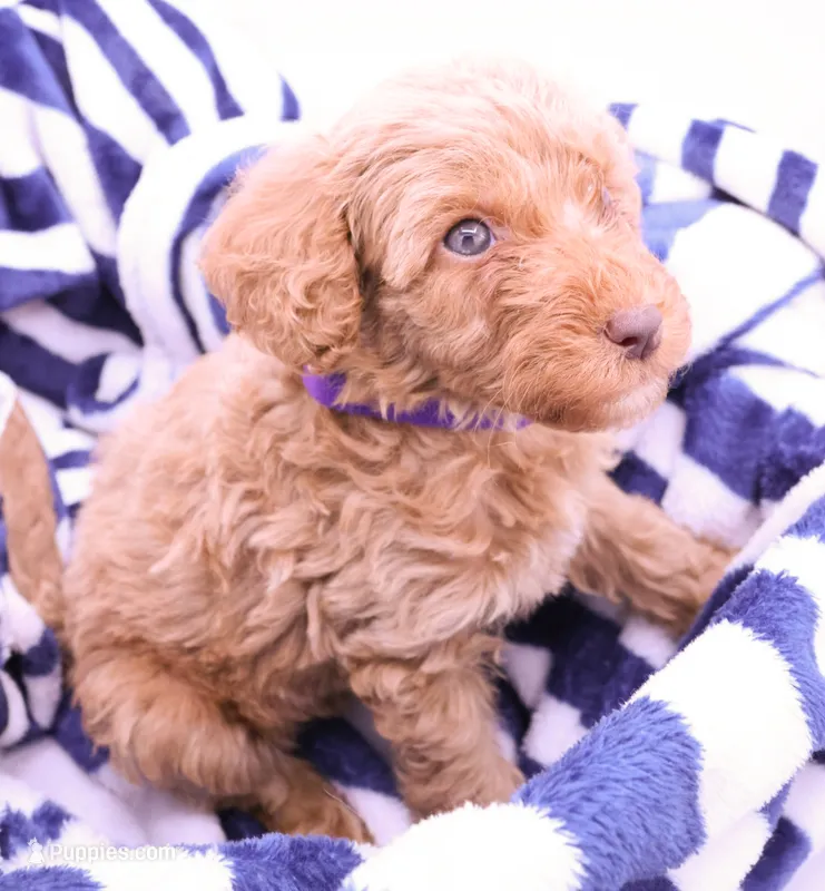 Purple  – Miniature Labradoodle puppy for sale in Lexington Park, MD