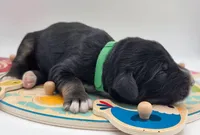 Green , a male Bernedoodle for sale in Lexington Park, MD – Photo 2 of 3