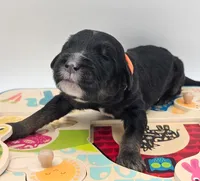 Orange, a male Bernedoodle for sale in Lexington Park, MD – Photo 1 of 3