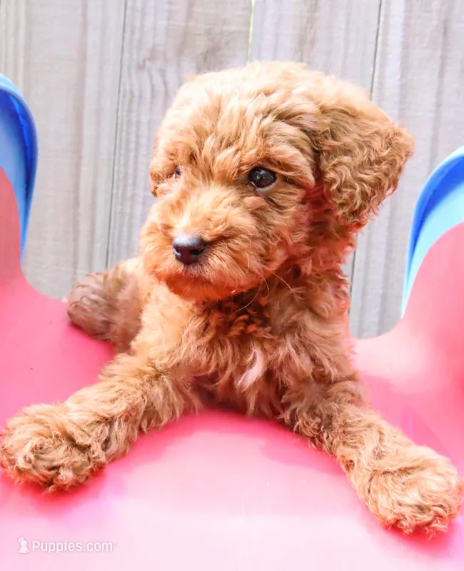 Light Pink – Miniature Labradoodle puppy for sale in Lexington Park, MD