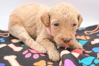 pink, a female Miniature Labradoodle for sale in Lexington Park, MD – 5 of 9