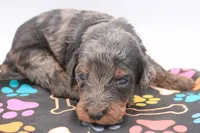 Green, a male Miniature Labradoodle for sale in Lexington Park, MD – 3 of 7