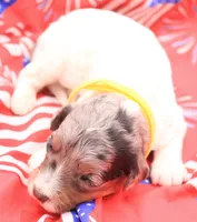 Yellow, a female Miniature Bernedoodle for sale in Lexington Park, MD – 2 of 5