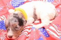 Yellow, a female Miniature Bernedoodle for sale in Lexington Park, MD – 4 of 5
