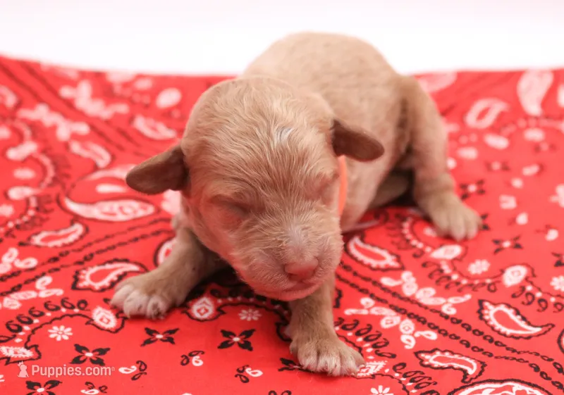 Orange – Miniature Labradoodle puppy for sale in Lexington Park, MD