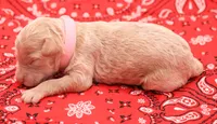 Light pink, a female Miniature Labradoodle for sale in Lexington Park, MD – 4 of 4
