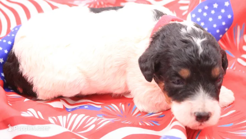 Red – Miniature Bernedoodle puppy for sale in Lexington Park, MD