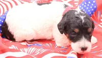 Red, a female Miniature Bernedoodle for sale in Lexington Park, MD – 1 of 5