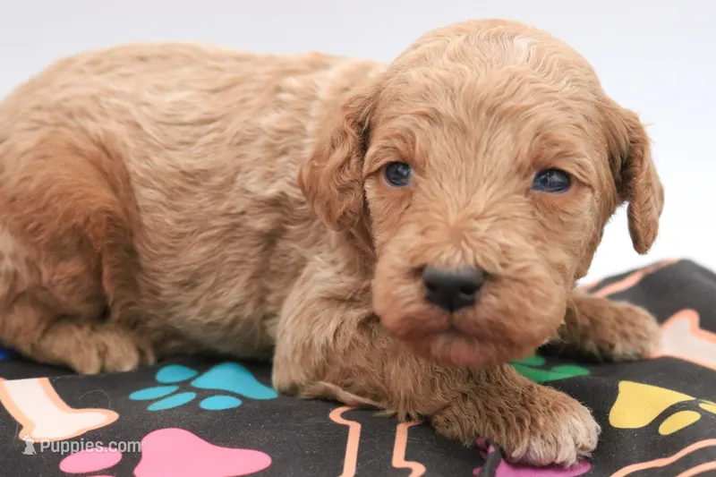 Orange – Miniature Labradoodle puppy for sale in Lexington Park, MD