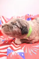 Green, a male Miniature Bernedoodle for sale in Lexington Park, MD – 6 of 6
