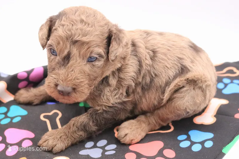 Brown – Miniature Labradoodle puppy for sale in Lexington Park, MD